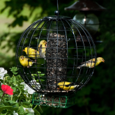 Bird Supplies