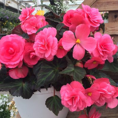 hanging basket 2017